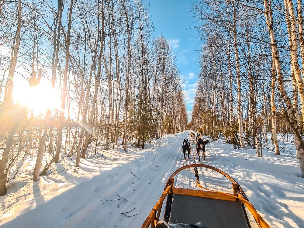 Husky Safari rovaniemi 1
