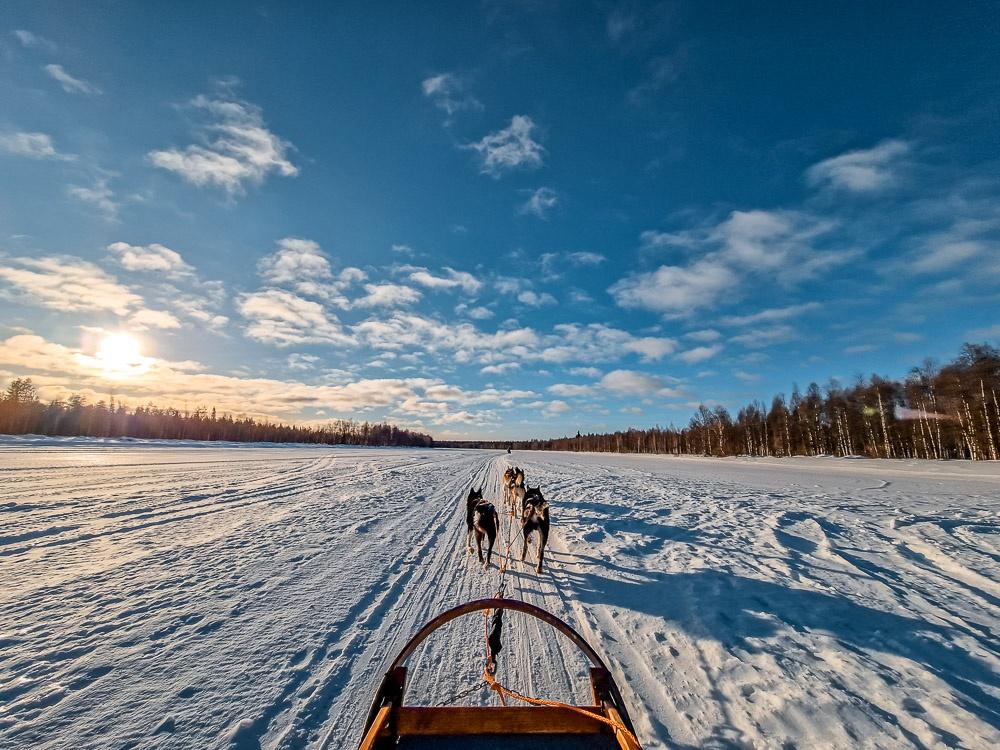 Husky Safari rovaniemi 3