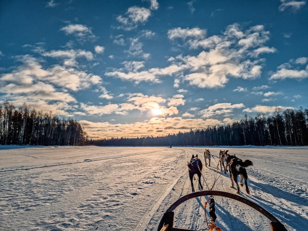 Husky Safari rovaniemi 4