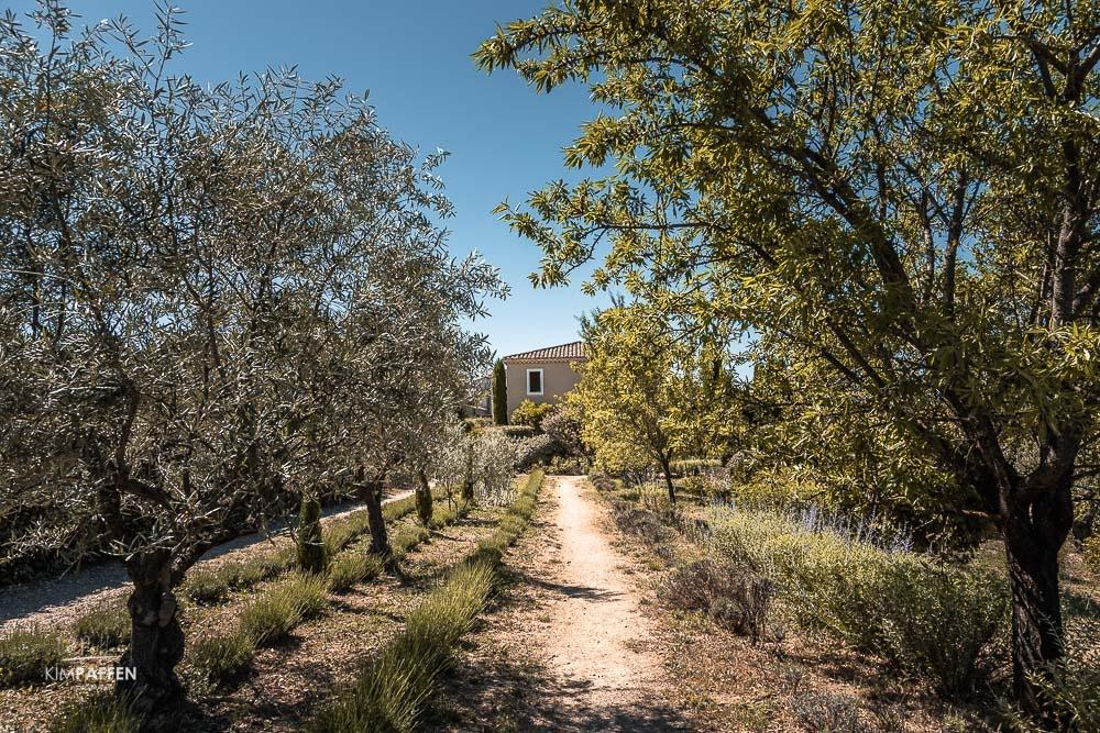 Le Mas de Cink Olive Trees Almond Trees