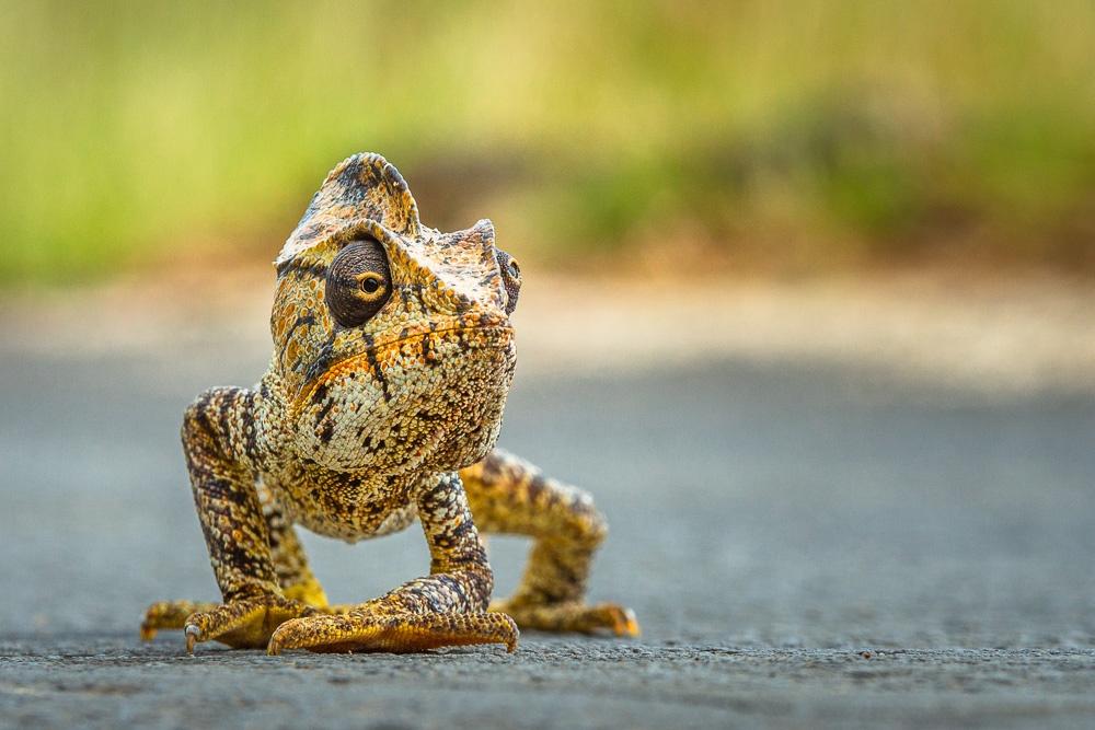 Madagascar Chameleon NatGeo Winner KimPaffen