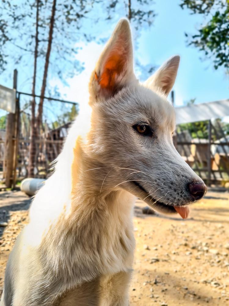 Rovaniemi husky farm