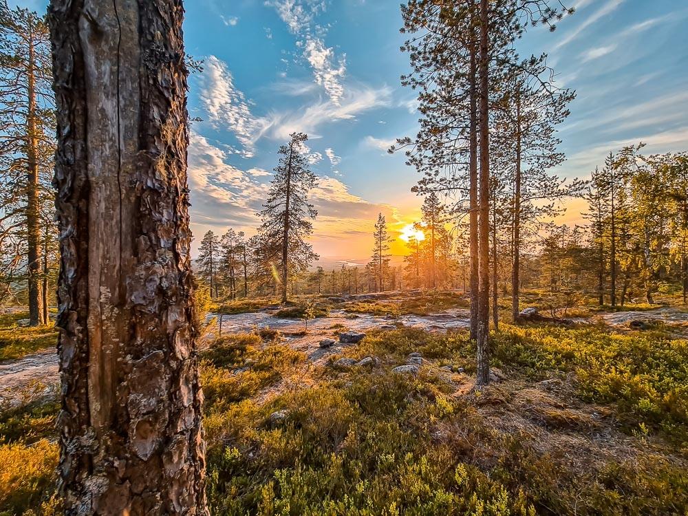 Rovaniemi Midnight Sun Photography Tour(3)