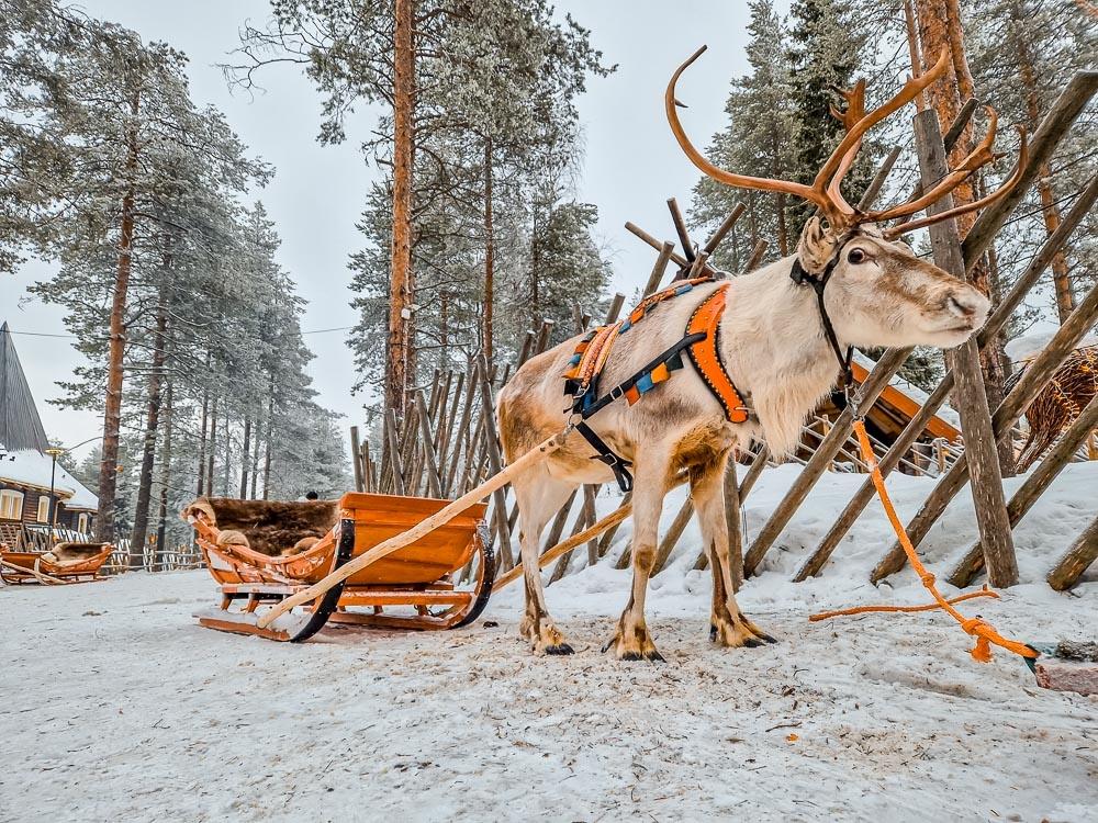 Santas reindeer sleigh ride 3