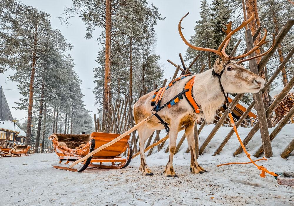 Santas reindeer sleigh ride 3
