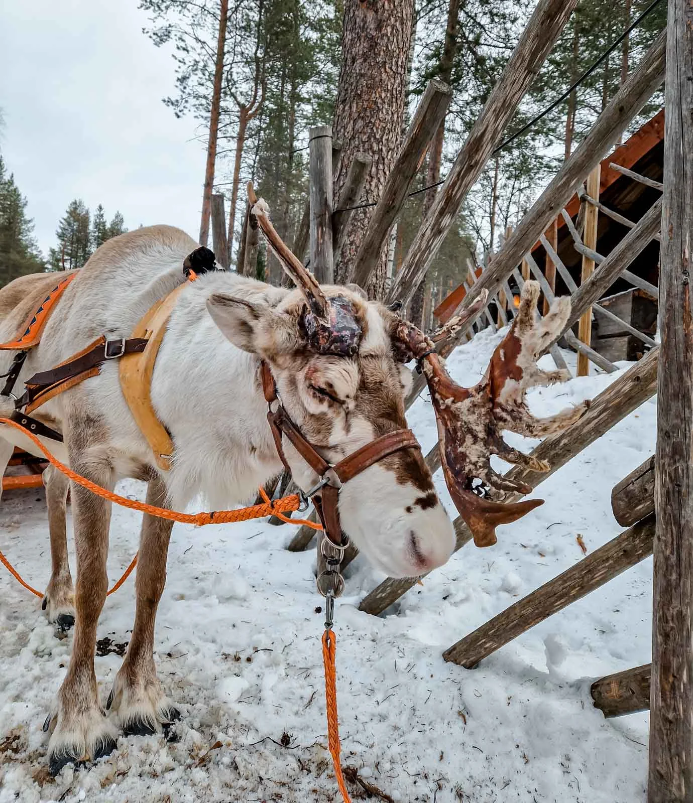 aito reindeer