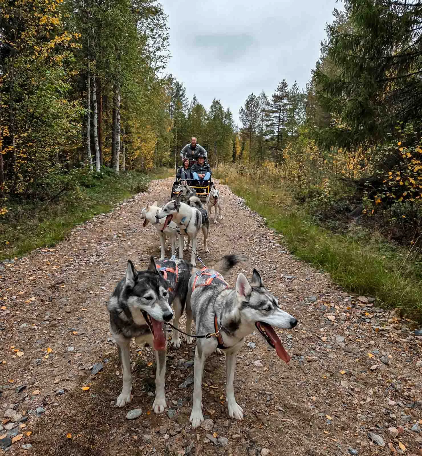 apukka huskies 1