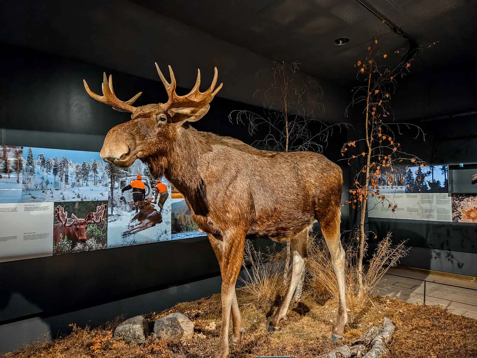 arktikum rovaniemi 3