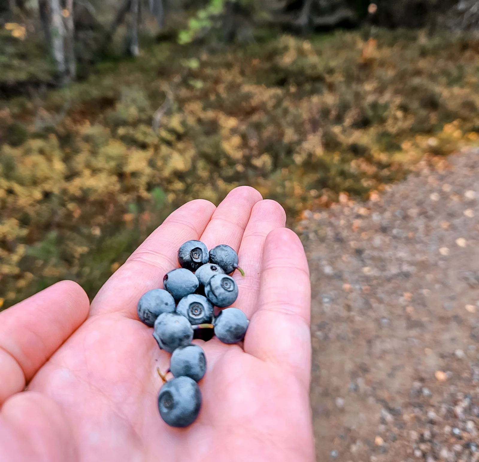 autumn rovaniemi berrypicking 1