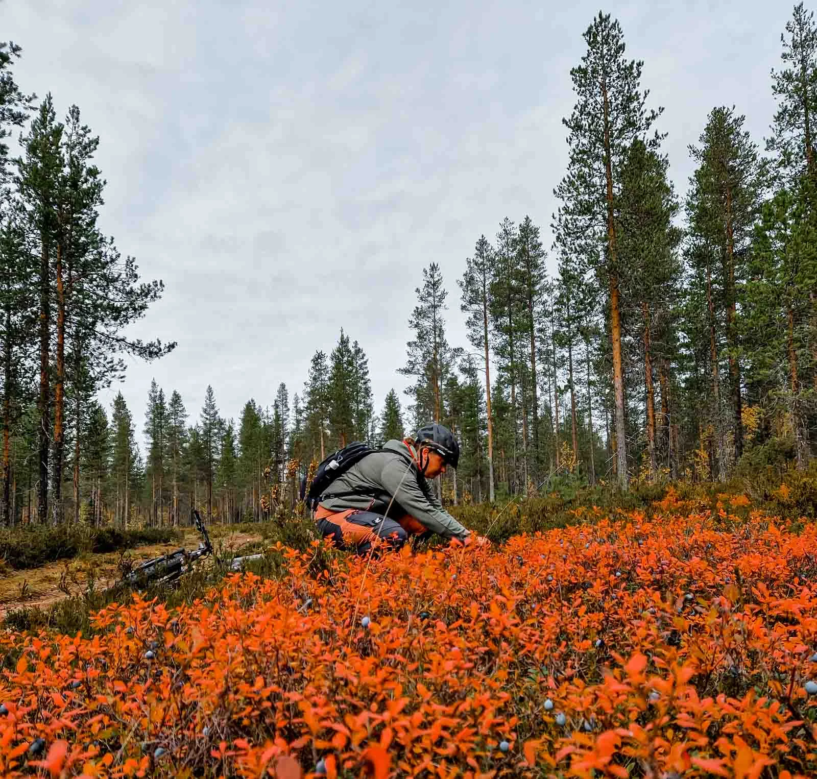 autumn rovaniemi berrypicking 3