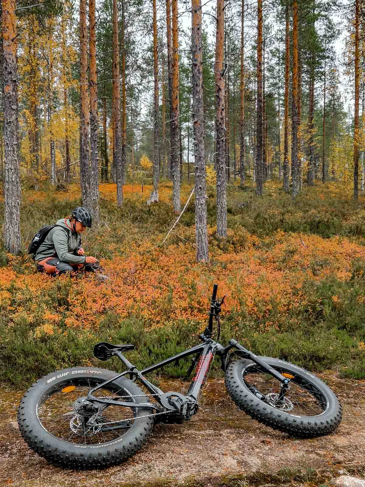 autumn rovaniemi berrypicking 4