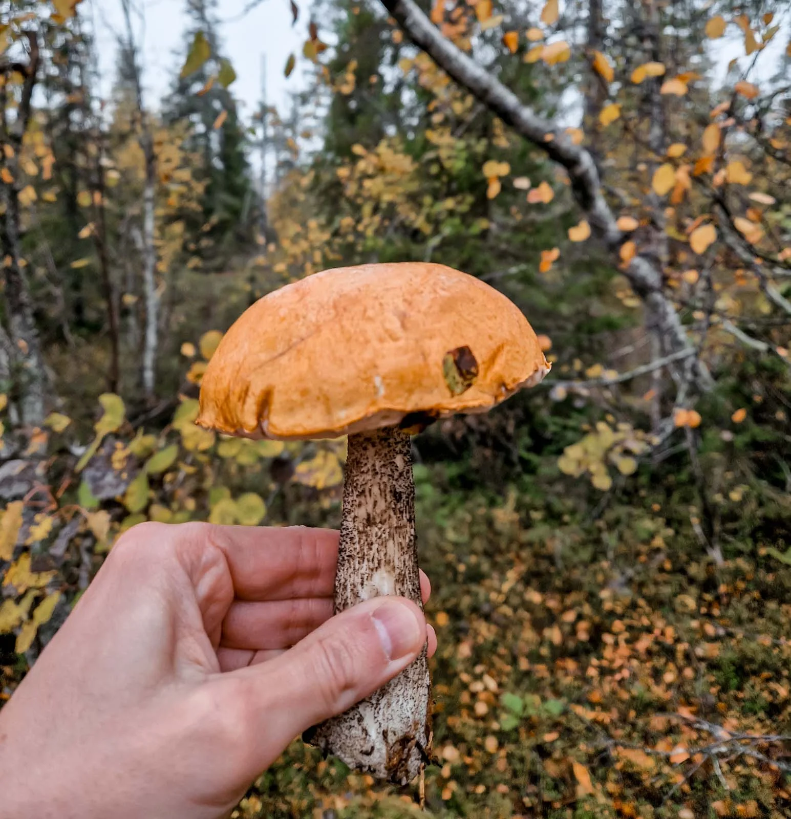 autumn rovaniemi mushroompicking 1