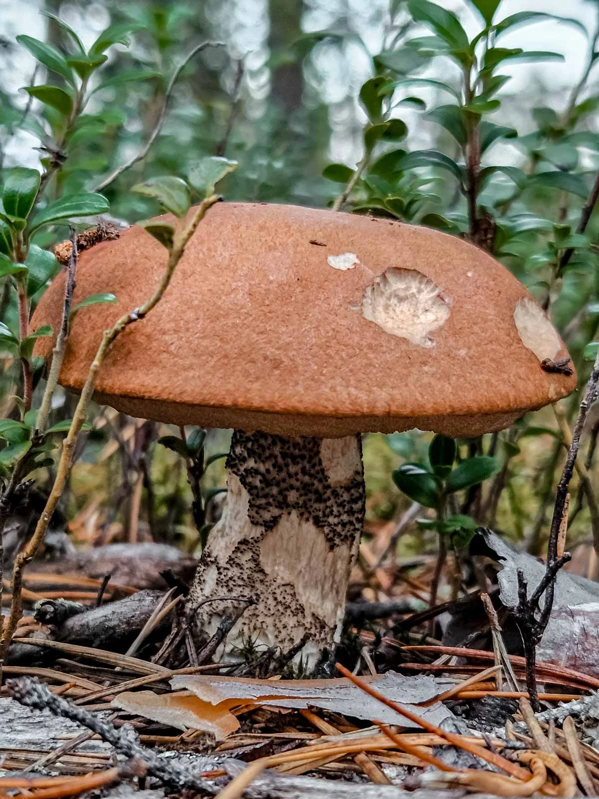 autumn rovaniemi mushrooms 4