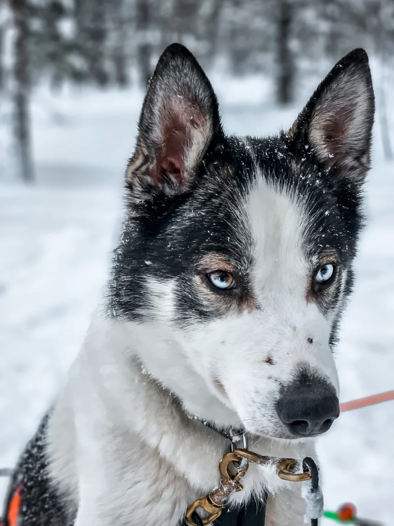 Bearhill Husky