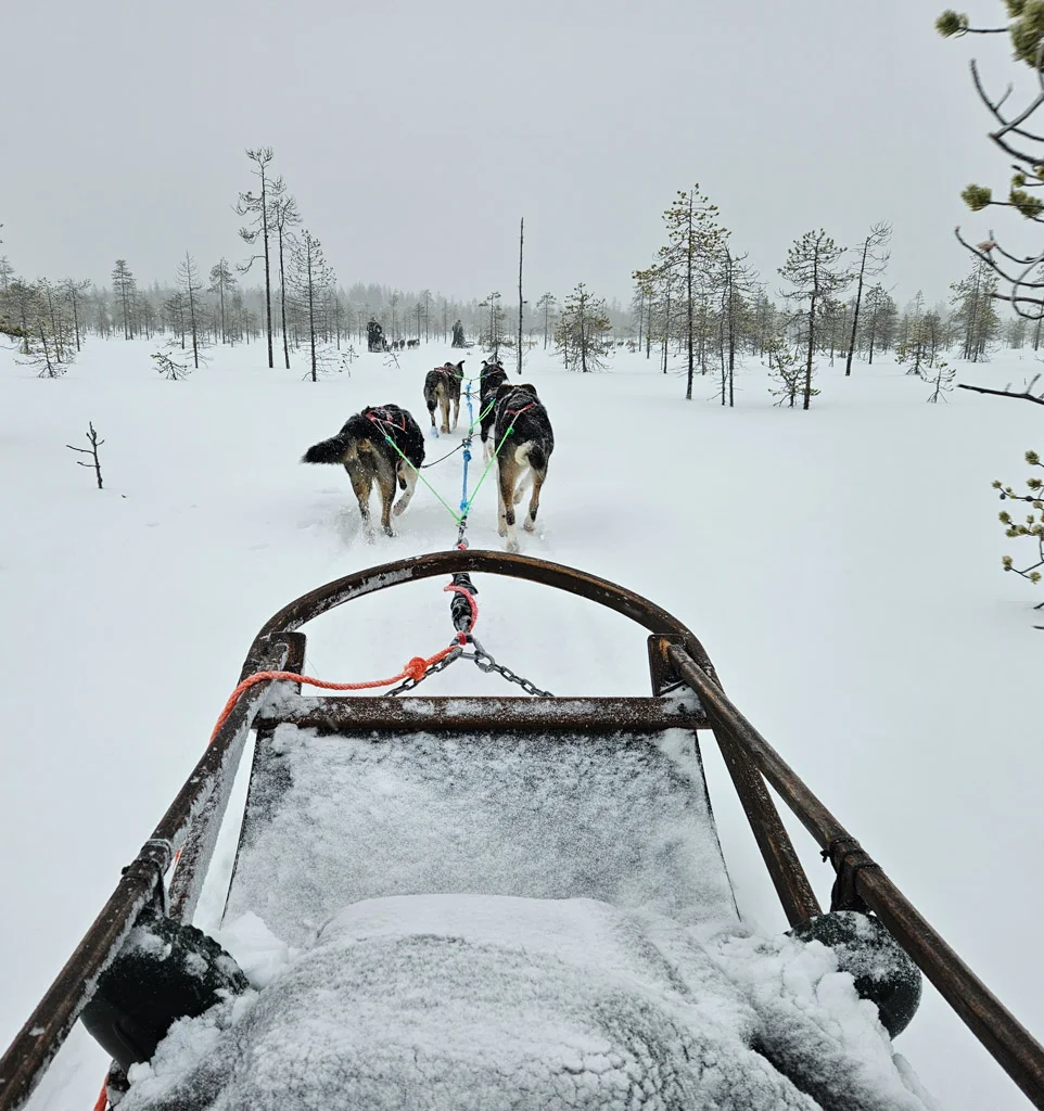 bearhill husky safari 4