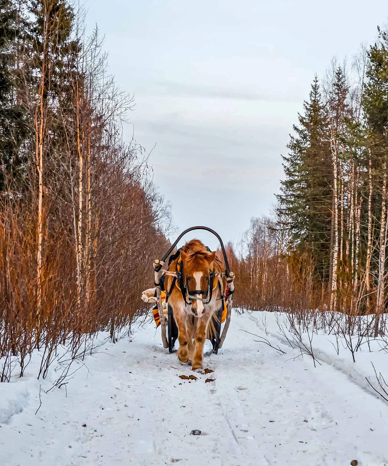 finnhorse experience 2