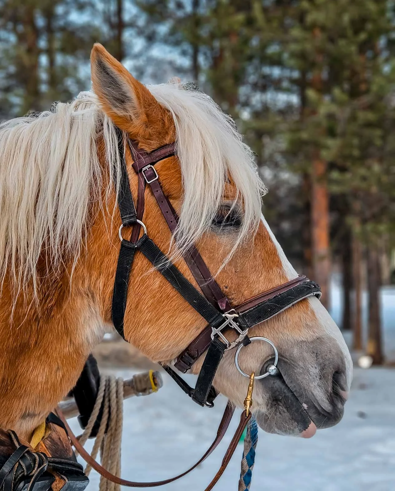 finnhorse rovaniemi
