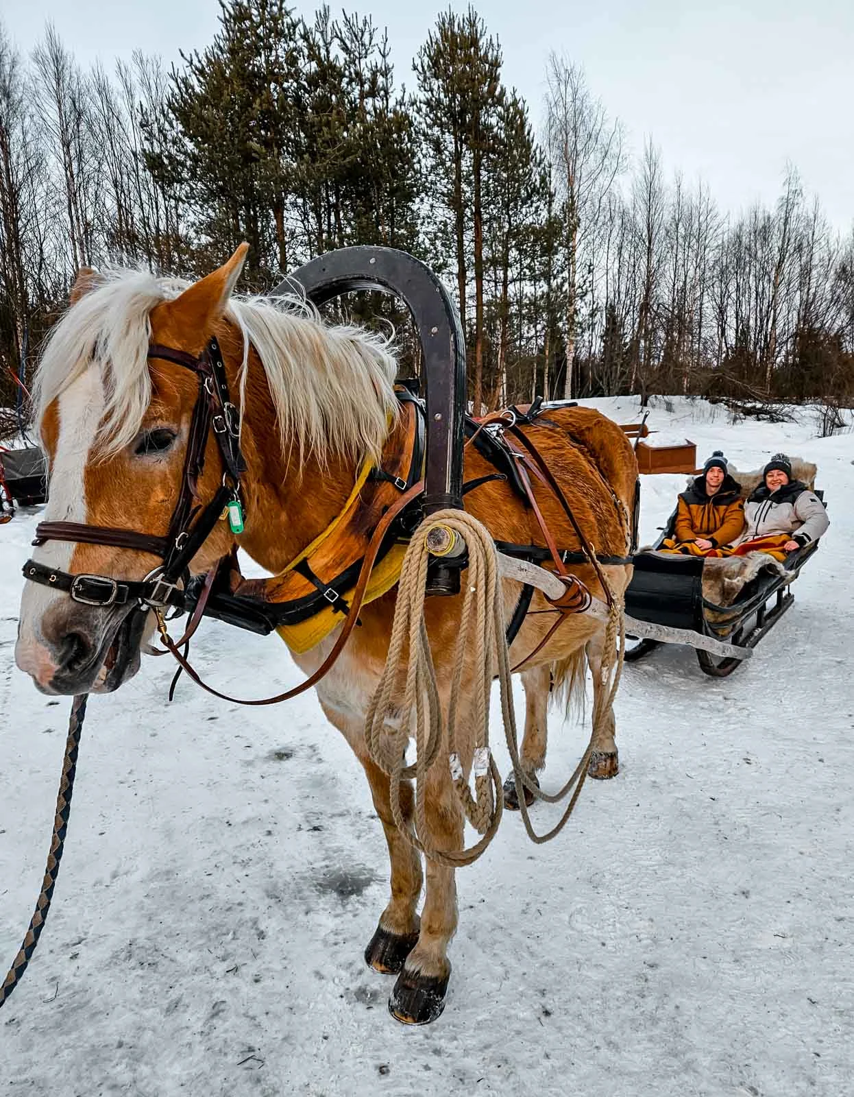 finnhorse tour experience