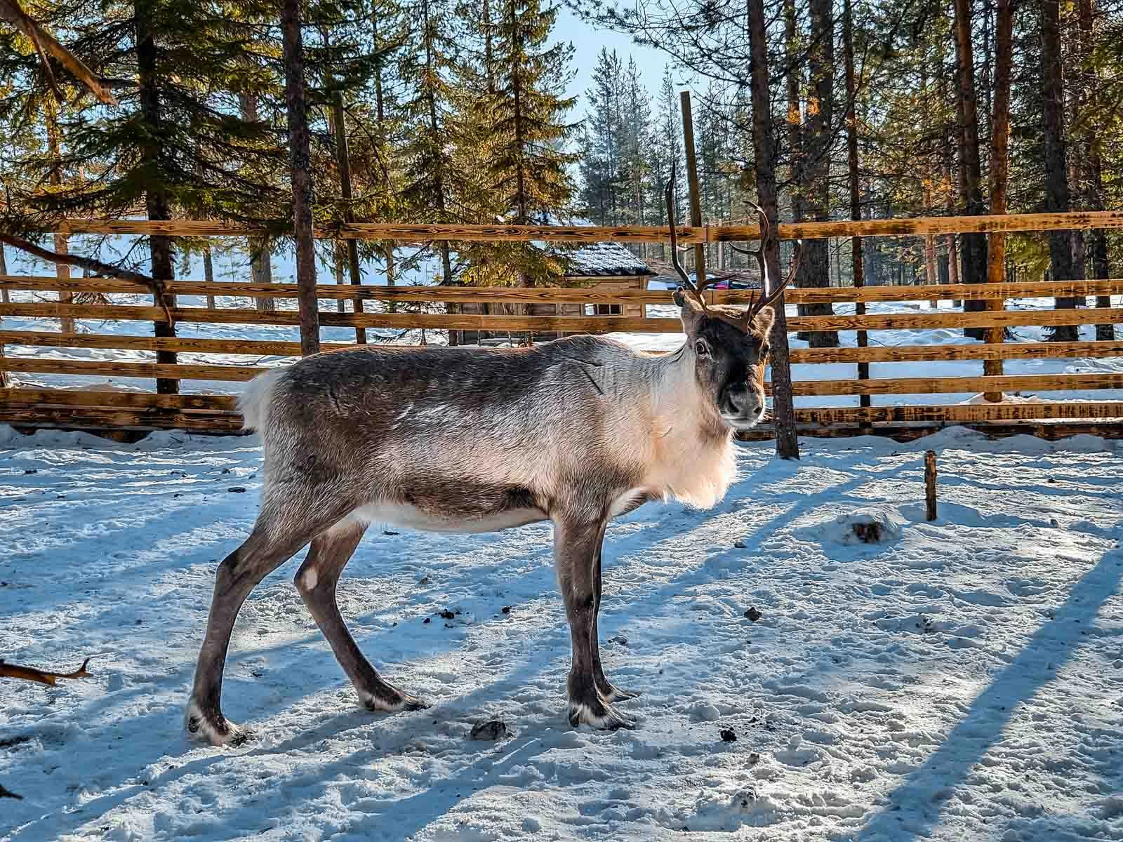 lapland winter park reindeer