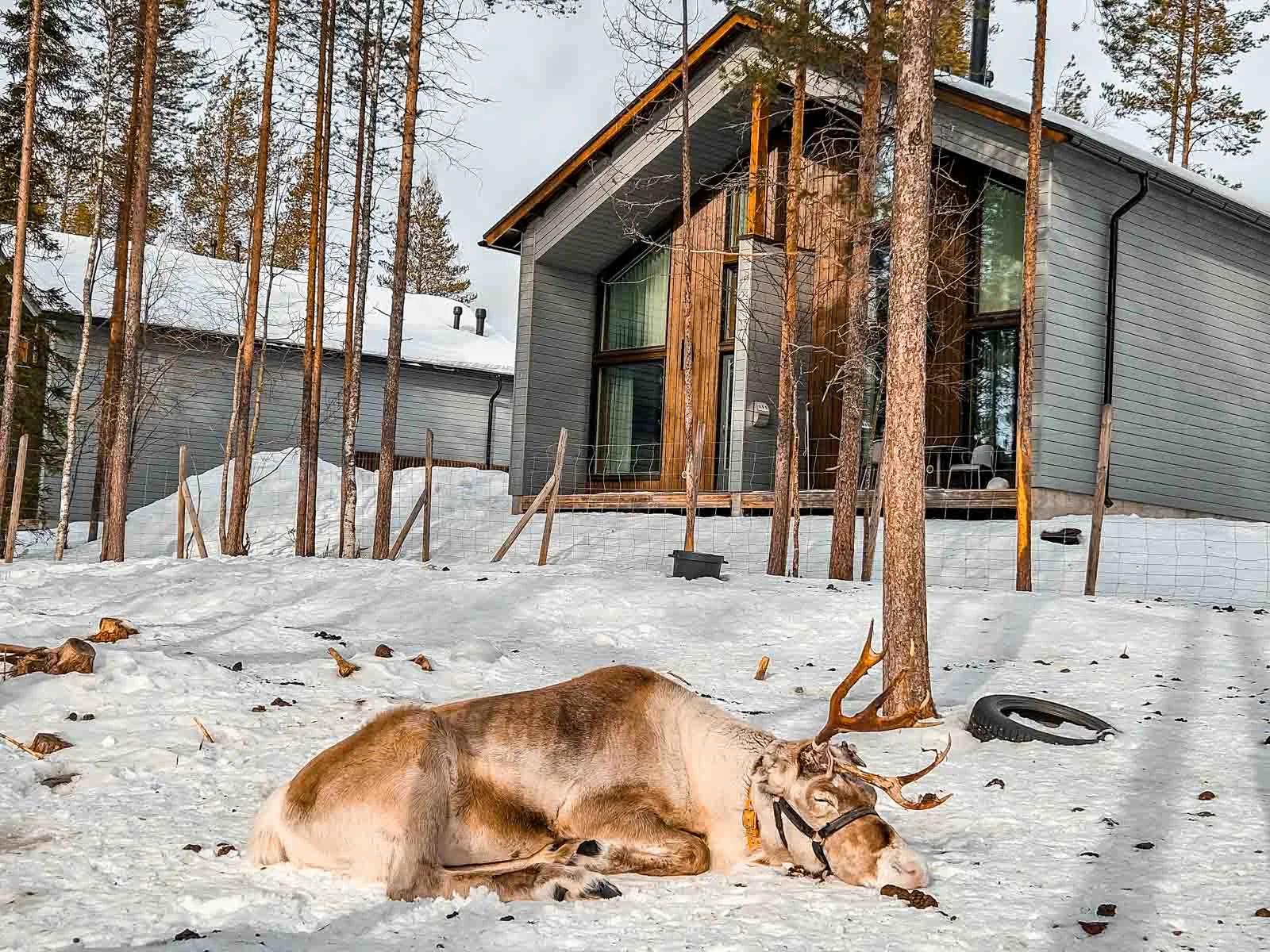 nova skyland reindeer 1