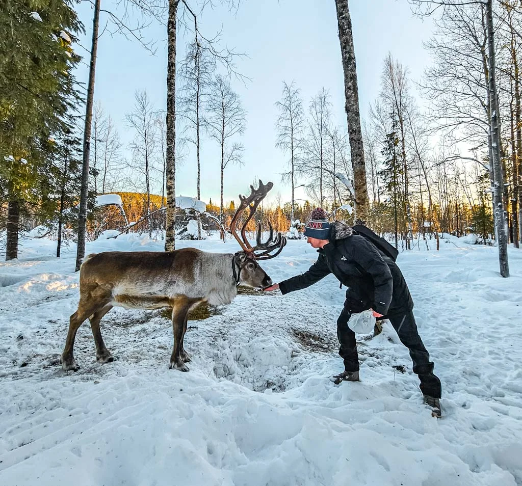 Reindeer Farm 3