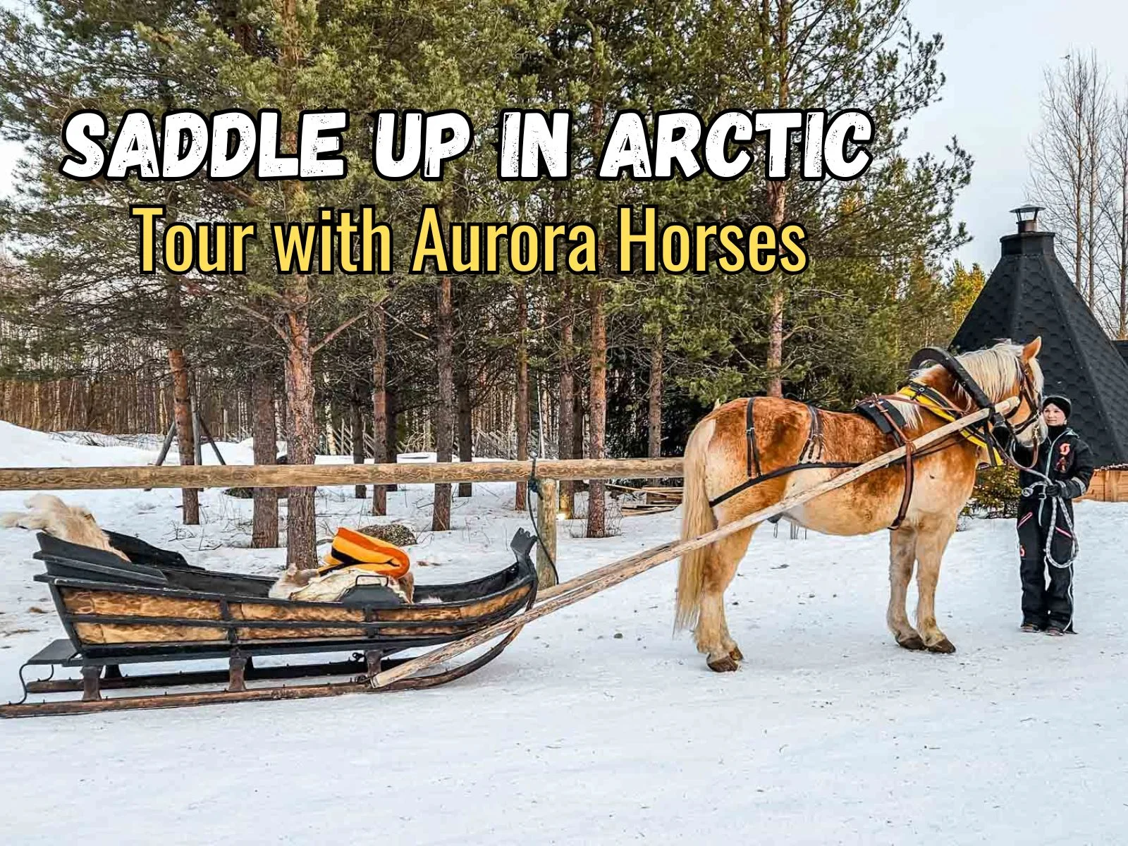aurora horses tour review