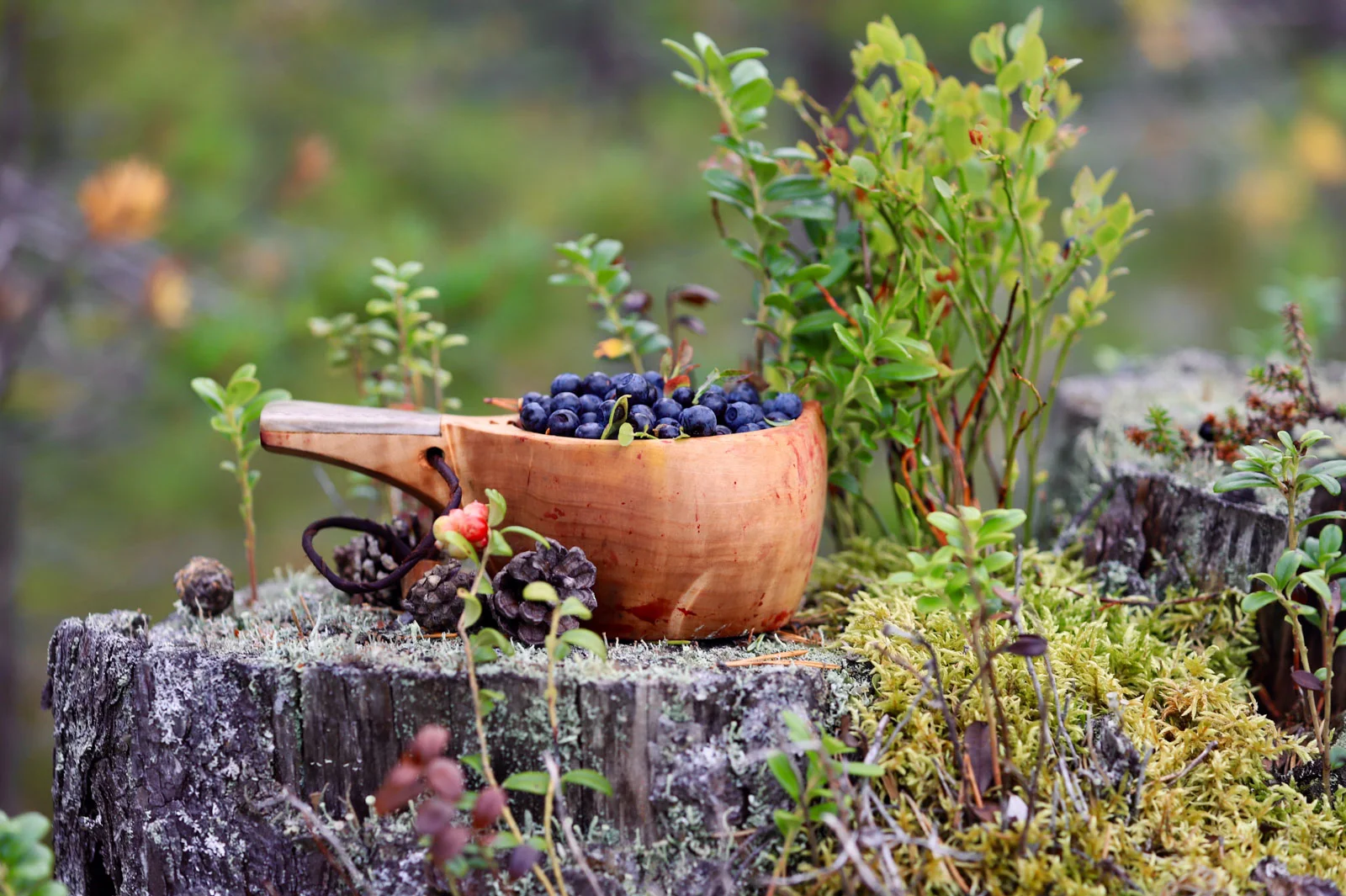 rukakuusamo blueberry kuksa SallaKarhumaa
