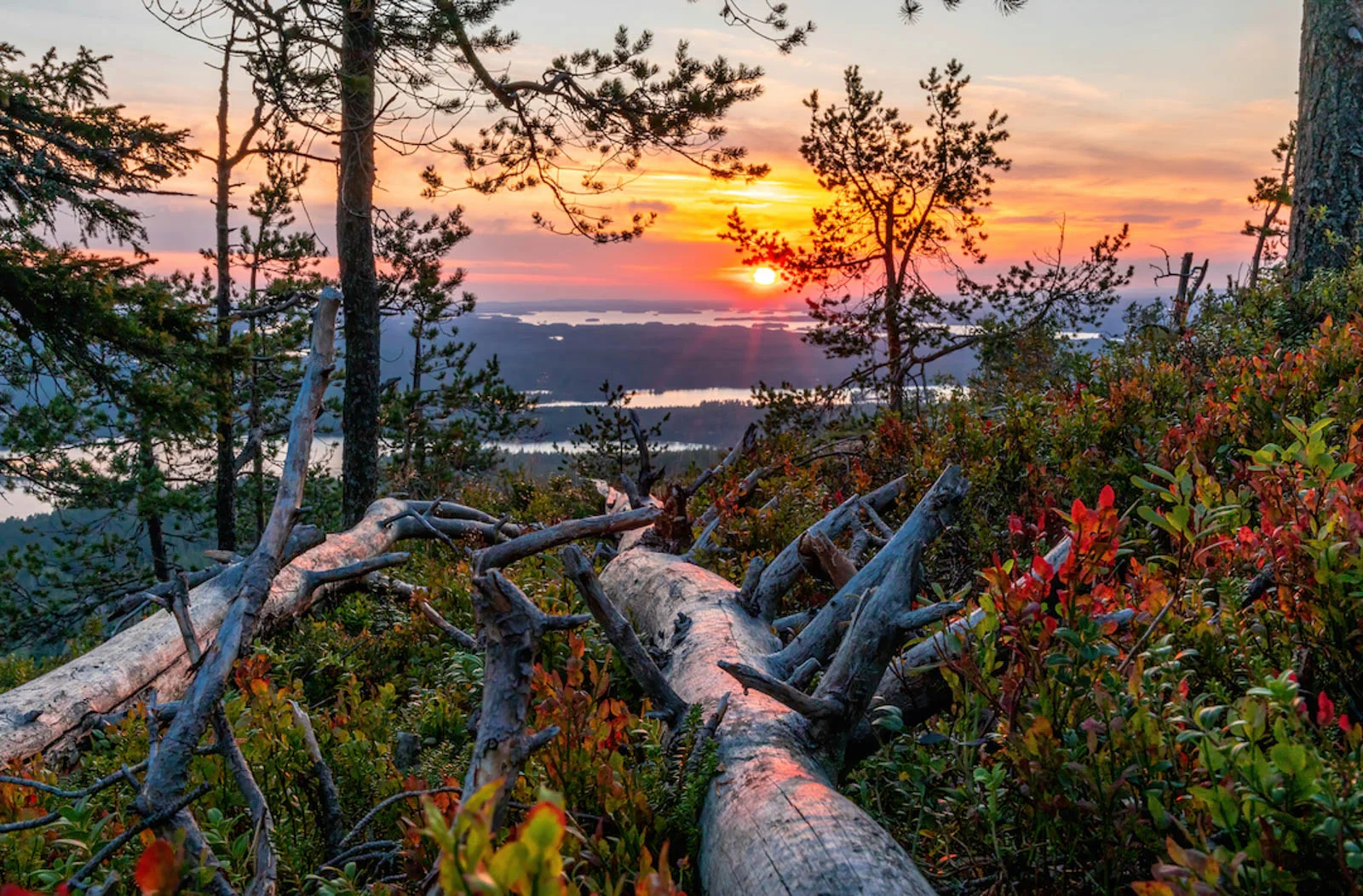 rukakuusamo konttainen colors the fall