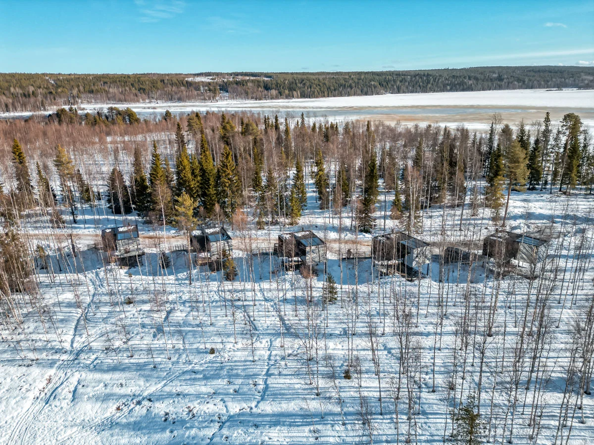 silver birch drone 1