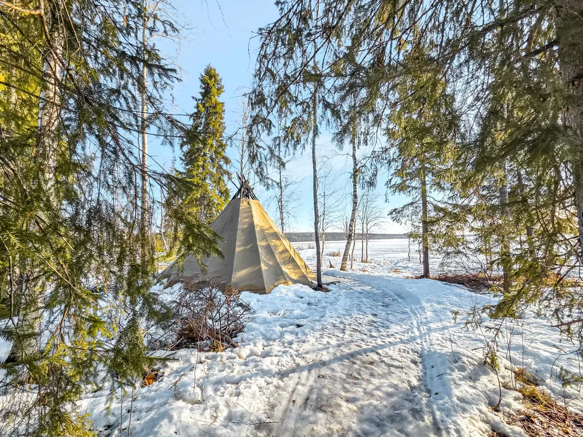 silver birch tipi tent 1
