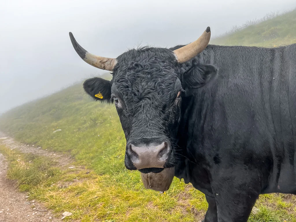 tour du mont blanc hike day4 4
